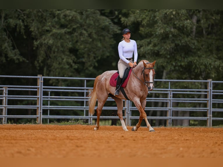 American Paint Horse Giumenta 10 Anni 152 cm Roano rosso in Lyles