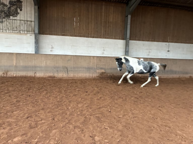 American Paint Horse Mix Giumenta 10 Anni 154 cm Pezzato in ElxlebenElleben