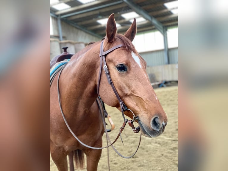 American Paint Horse Giumenta 10 Anni 162 cm Sauro in Menden