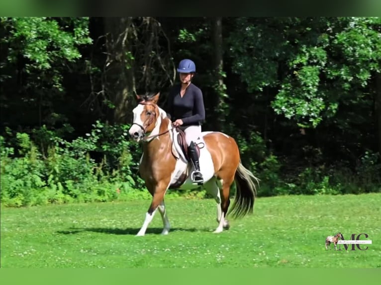 American Paint Horse Giumenta 10 Anni Pezzato in North Bloomfield