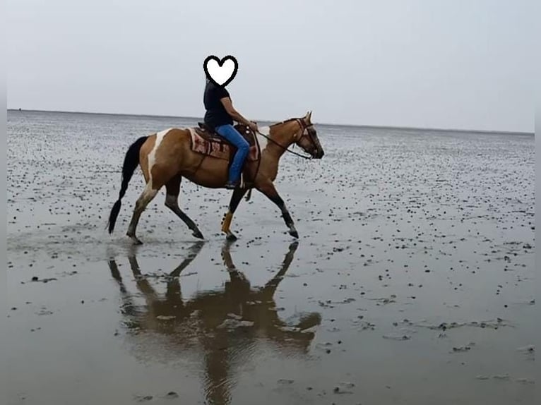 American Paint Horse Giumenta 11 Anni 148 cm Pelle di daino in Schwanewede