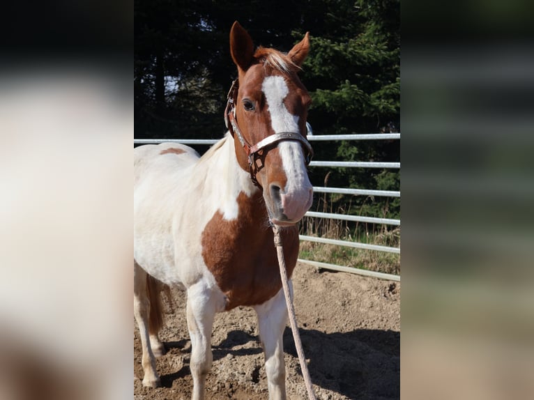 American Paint Horse Giumenta 11 Anni 148 cm Tobiano-tutti i colori in Barlt