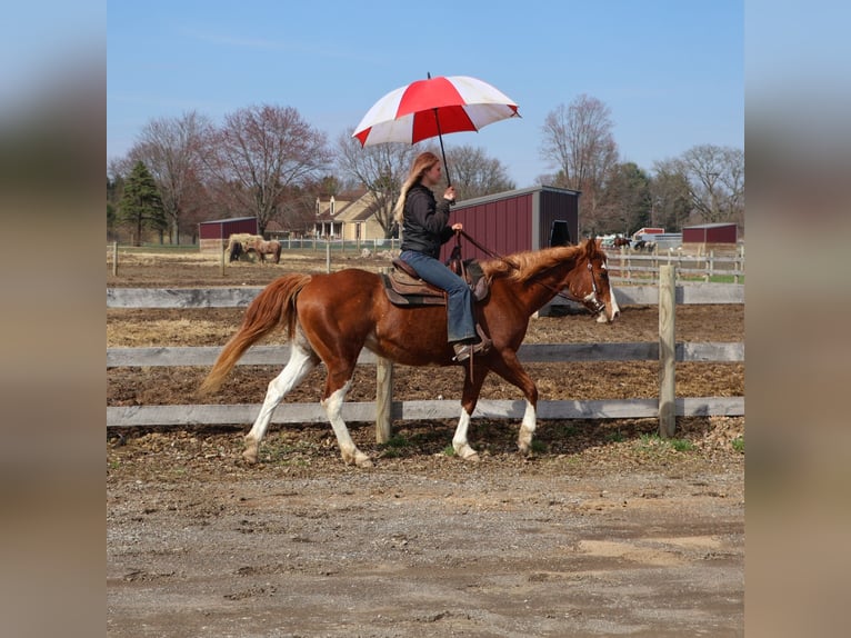 American Paint Horse Giumenta 11 Anni 152 cm Overo-tutti i colori in Howell