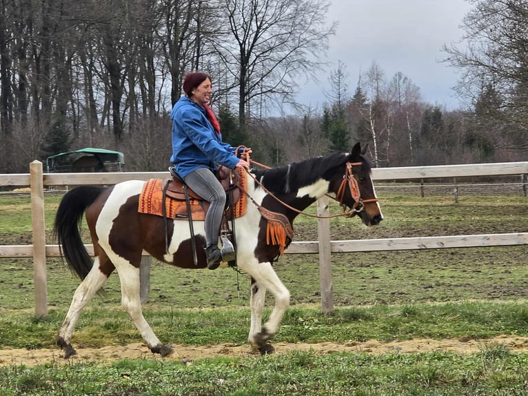 American Paint Horse Mix Giumenta 11 Anni 152 cm Pezzato in Linkenbach