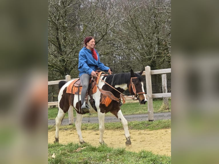 American Paint Horse Mix Giumenta 11 Anni 152 cm Pezzato in Linkenbach