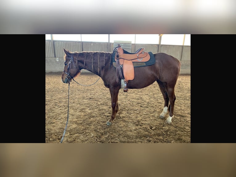 American Paint Horse Giumenta 11 Anni 152 cm Sauro in Frankenberg (Eder)