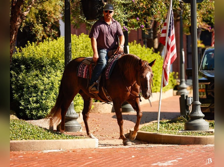 American Paint Horse Giumenta 11 Anni 152 cm Sauro ciliegia in Lufkin, TX
