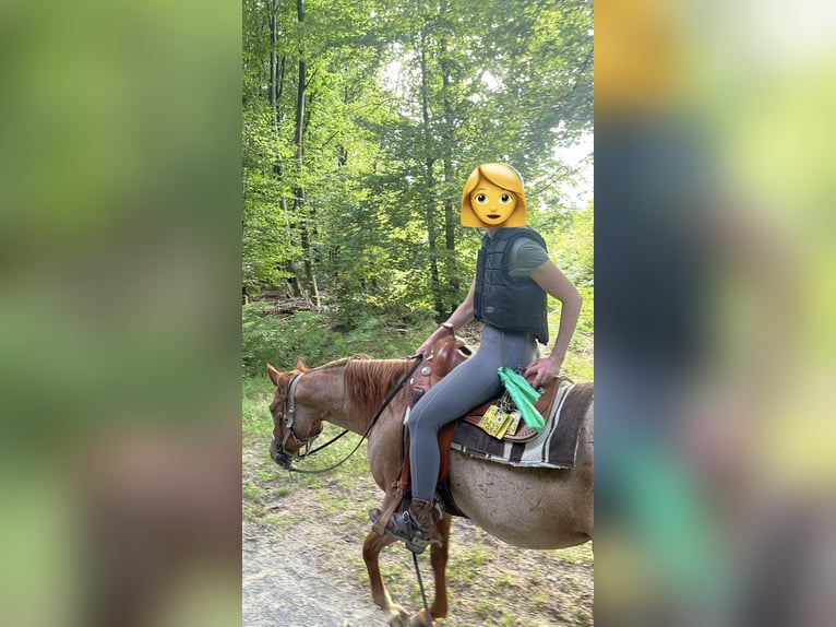 American Paint Horse Giumenta 11 Anni 155 cm Roano rosso in Rösrath