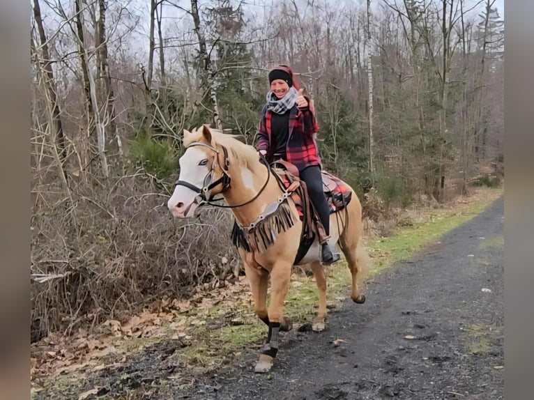 American Paint Horse Giumenta 11 Anni 157 cm Overo-tutti i colori in Linkenbach