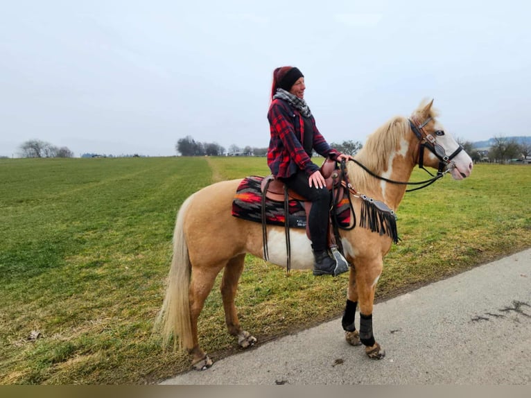 American Paint Horse Giumenta 11 Anni 157 cm Overo-tutti i colori in Linkenbach