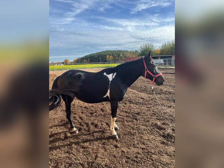 American Paint Horse Mix Giumenta 11 Anni 160 cm Morello in Mitteleschenbach