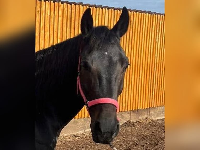 American Paint Horse Mix Giumenta 11 Anni 160 cm Morello in Mitteleschenbach