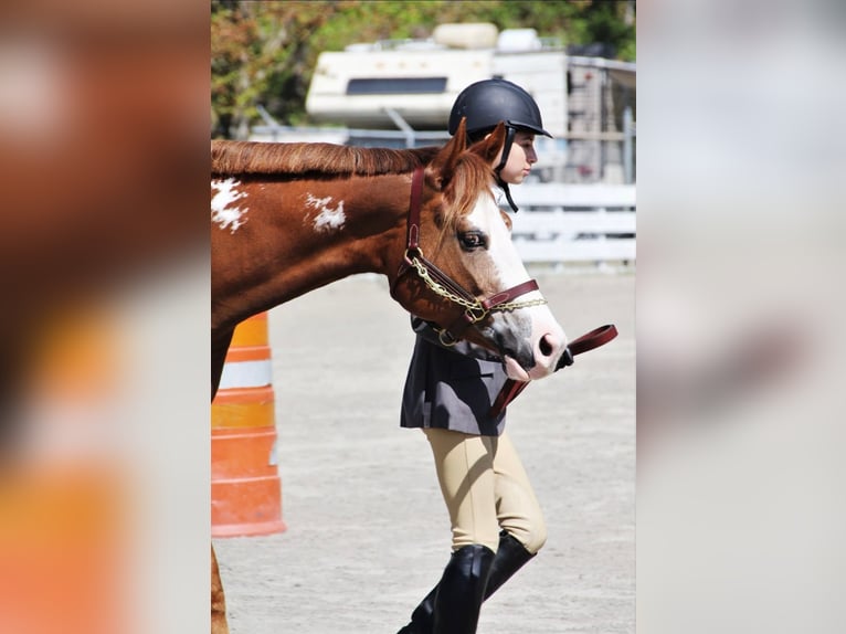 American Paint Horse Giumenta 11 Anni 163 cm Overo-tutti i colori in Cedar Hills