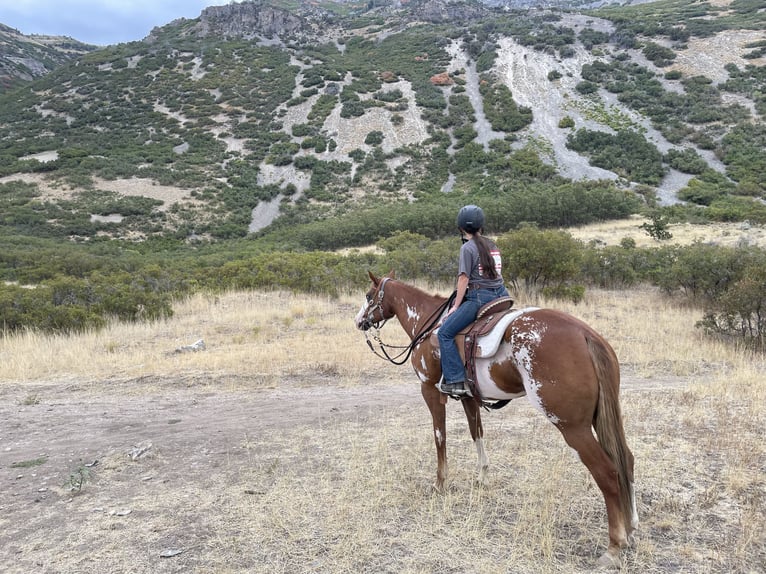 American Paint Horse Giumenta 11 Anni 163 cm Overo-tutti i colori in Cedar Hills