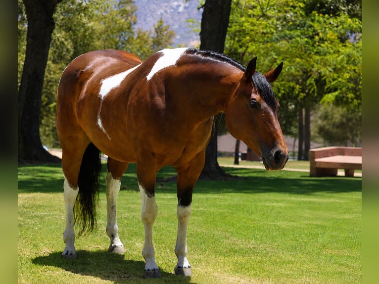 American Paint Horse Giumenta 11 Anni Pezzato in Norco