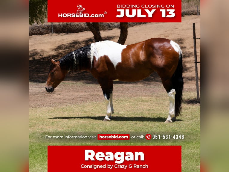 American Paint Horse Giumenta 11 Anni Pezzato in Norco