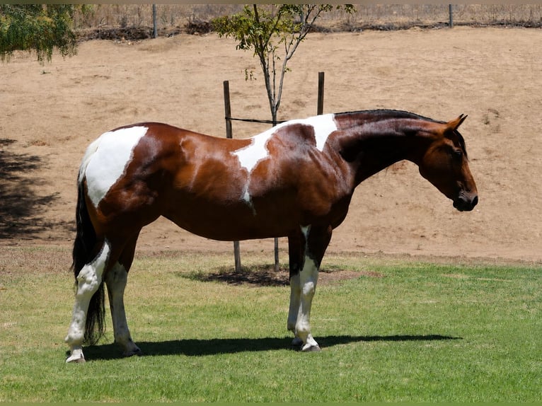 American Paint Horse Giumenta 11 Anni Pezzato in Norco