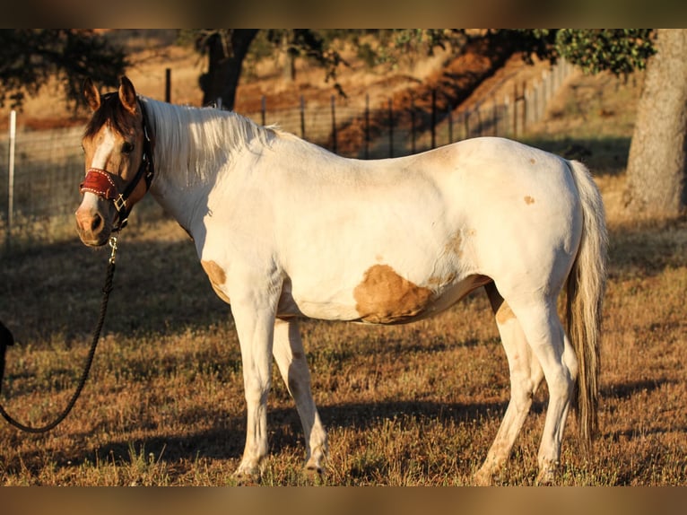 American Paint Horse Giumenta 12 Anni 142 cm Pelle di daino in VALLEY SPRINGS, CA