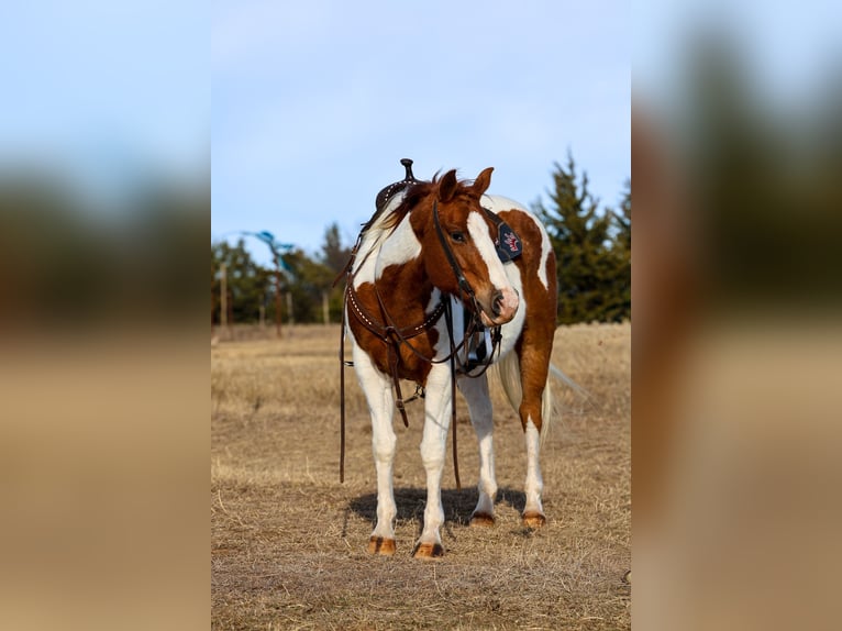 American Paint Horse Giumenta 12 Anni 150 cm Pezzato in Ripley