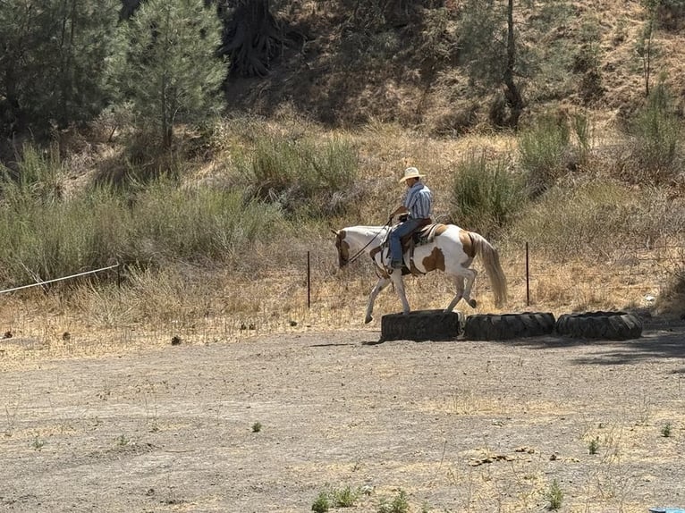 American Paint Horse Giumenta 12 Anni 152 cm Tobiano-tutti i colori in Paicines CA