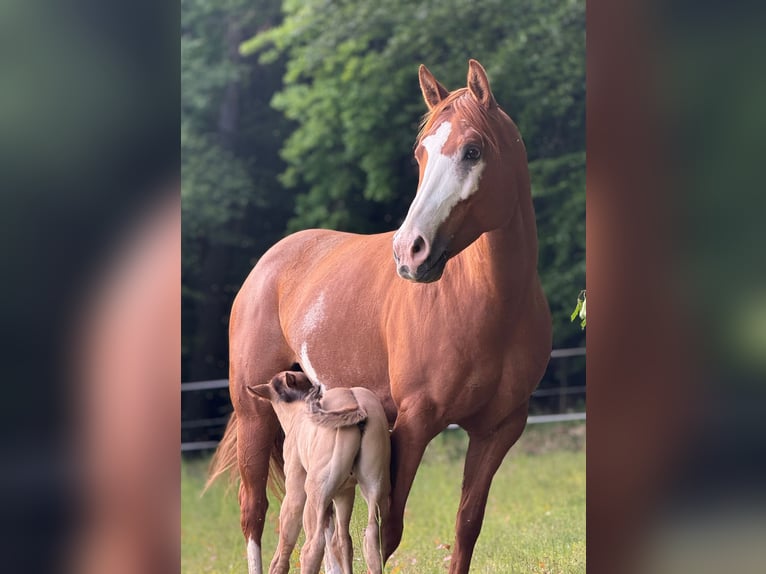 American Paint Horse Giumenta 12 Anni 153 cm Overo-tutti i colori in Thalgau