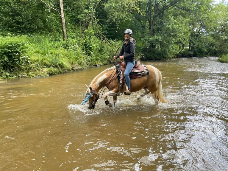 American Paint Horse Giumenta 12 Anni 154 cm Overo-tutti i colori in Pregarten
