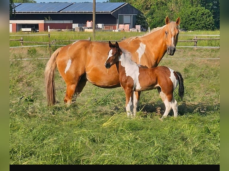 American Paint Horse Giumenta 12 Anni 154 cm Tobiano-tutti i colori in Ascheberg