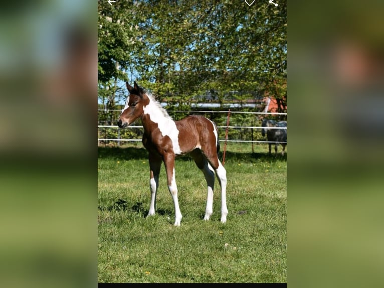 American Paint Horse Giumenta 12 Anni 154 cm Tobiano-tutti i colori in Ascheberg