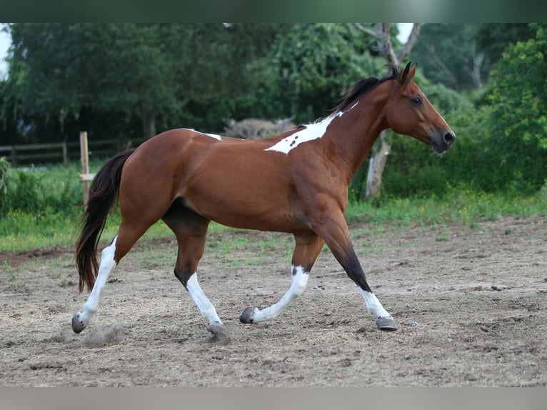 American Paint Horse Giumenta 12 Anni 155 cm Tobiano-tutti i colori in Fresno