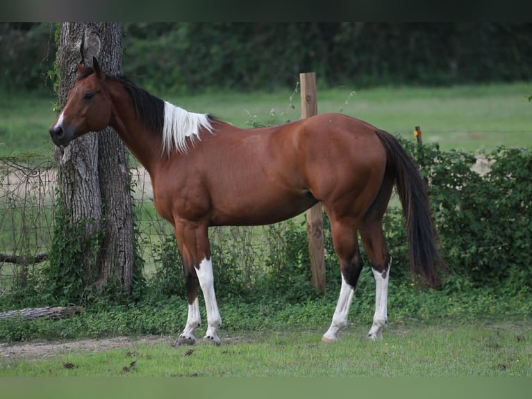 American Paint Horse Giumenta 12 Anni 155 cm Tobiano-tutti i colori in Fresno