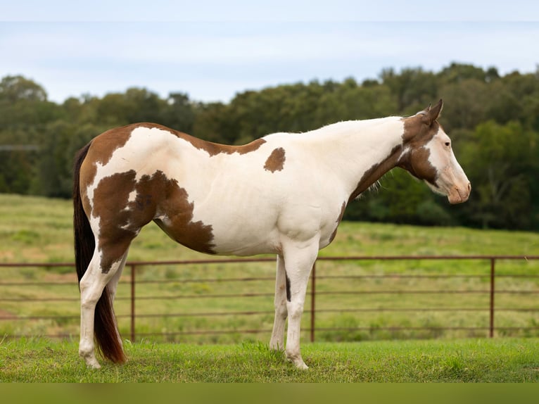 American Paint Horse Giumenta 12 Anni Pezzato in Canton