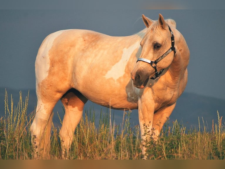 American Paint Horse Giumenta 13 Anni 150 cm Palomino in Craig, CO