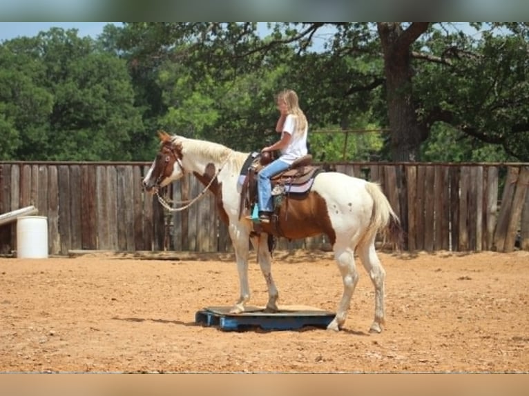 American Paint Horse Giumenta 13 Anni 150 cm Tobiano-tutti i colori in Poolville