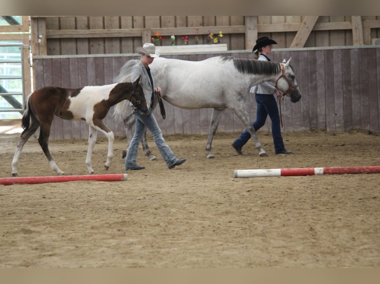American Paint Horse Giumenta 13 Anni 153 cm Grigio in Haldenwang
