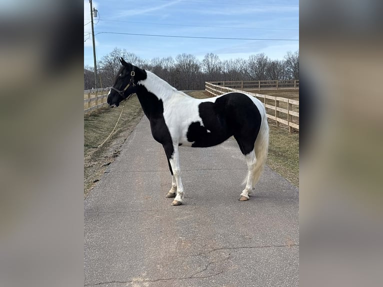 American Paint Horse Giumenta 13 Anni 157 cm Tobiano-tutti i colori in Granite Falls