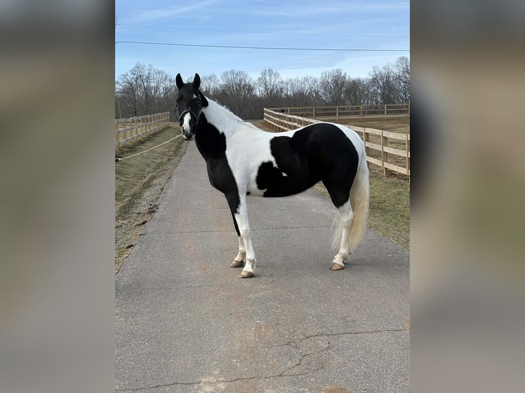 American Paint Horse Giumenta 13 Anni 157 cm Tobiano-tutti i colori in Granite Falls