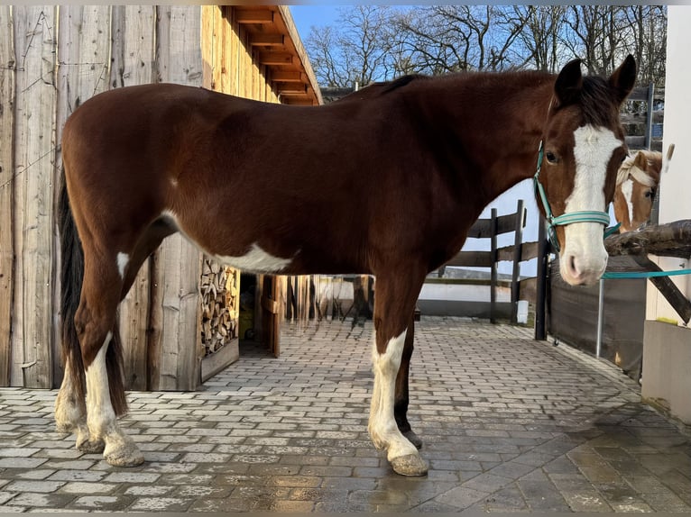 American Paint Horse Giumenta 13 Anni 160 cm Overo-tutti i colori in Goslar HahndorfGoslar
