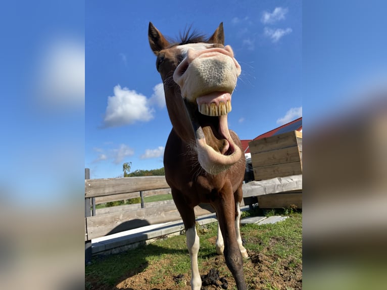 American Paint Horse Giumenta 13 Anni 160 cm Overo-tutti i colori in Goslar Hahndorf