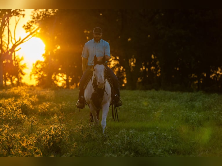American Paint Horse Giumenta 13 Anni Pezzato in Canton