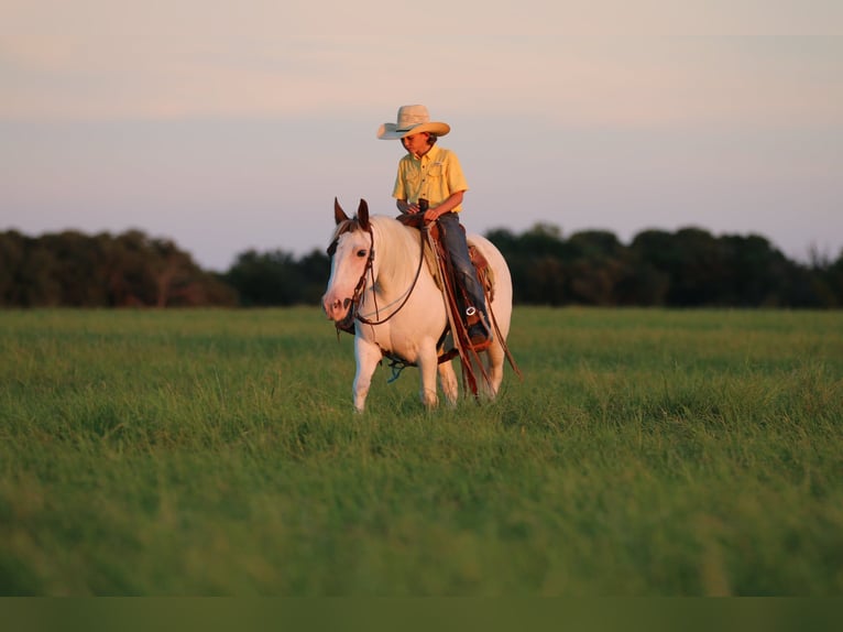 American Paint Horse Giumenta 13 Anni Tobiano-tutti i colori in Stephenville TX