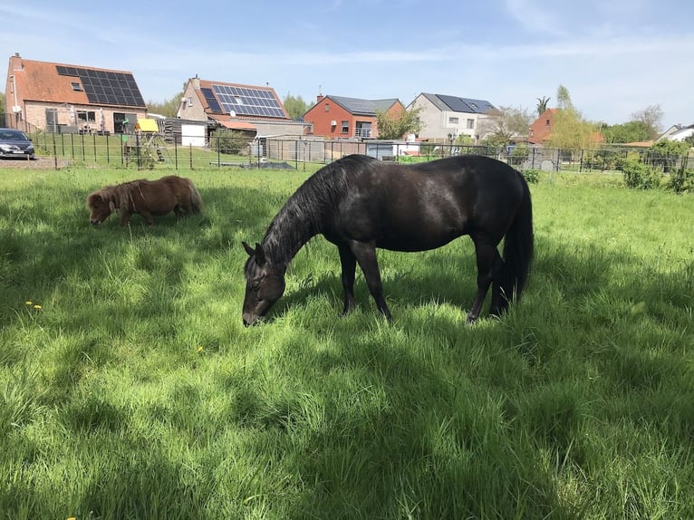 American Paint Horse Mix Giumenta 14 Anni 142 cm Morello in TessenderloTessenderlo