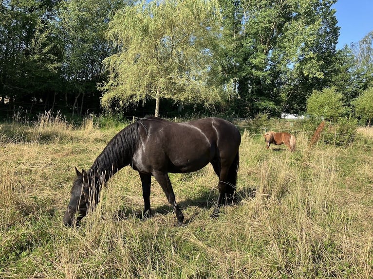 American Paint Horse Mix Giumenta 14 Anni 142 cm Morello in TessenderloTessenderlo