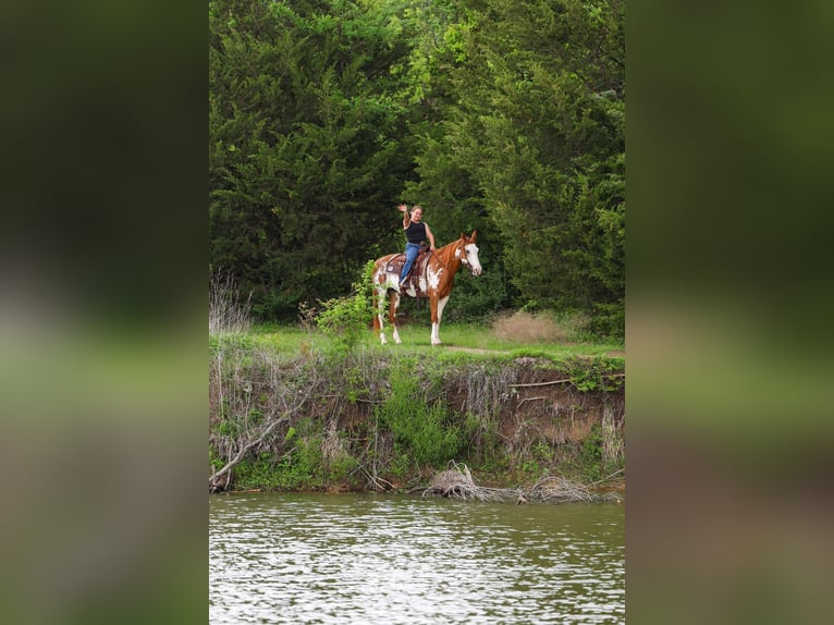 American Paint Horse Giumenta 14 Anni 142 cm Pezzato in Forney