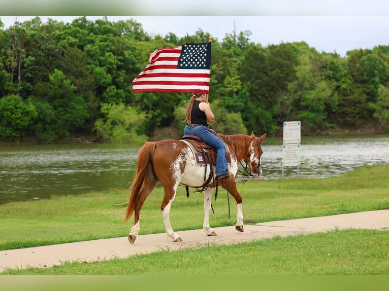 American Paint Horse Giumenta 14 Anni 142 cm Pezzato in Forney