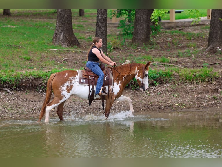 American Paint Horse Giumenta 14 Anni 142 cm Pezzato in Forney