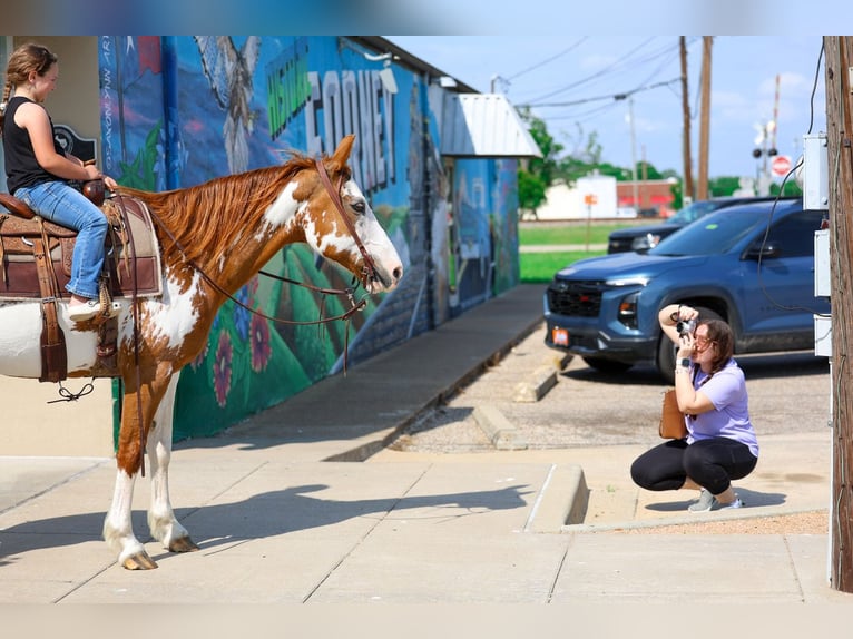 American Paint Horse Giumenta 14 Anni 142 cm Pezzato in Forney