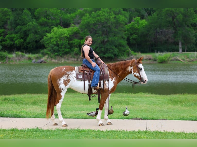 American Paint Horse Giumenta 14 Anni 142 cm Pezzato in Forney