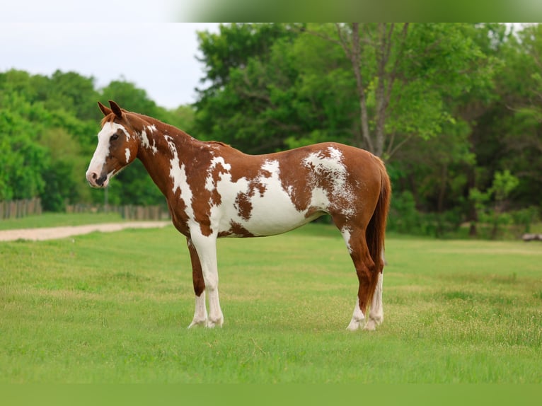 American Paint Horse Giumenta 14 Anni 142 cm Pezzato in Forney