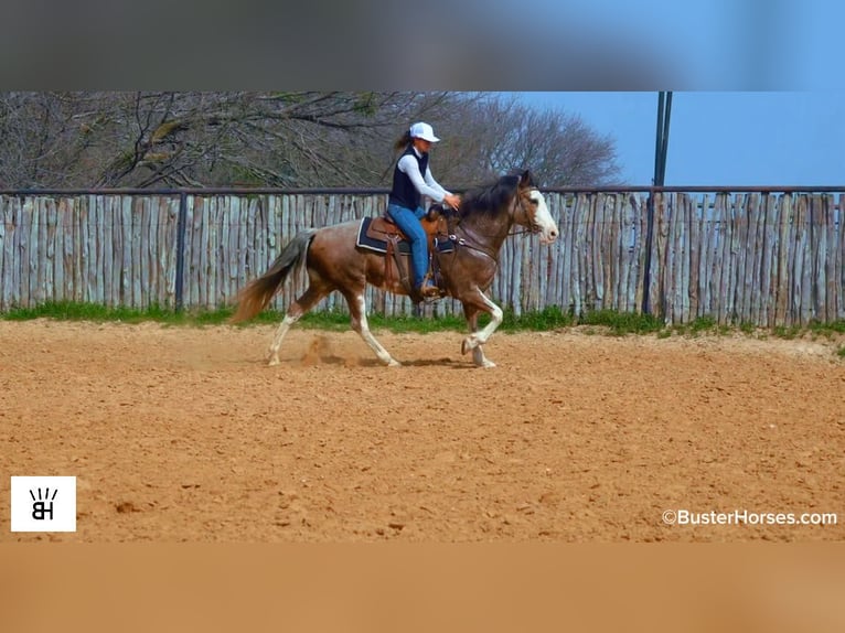 American Paint Horse Giumenta 14 Anni 150 cm Baio roano in Weatherford