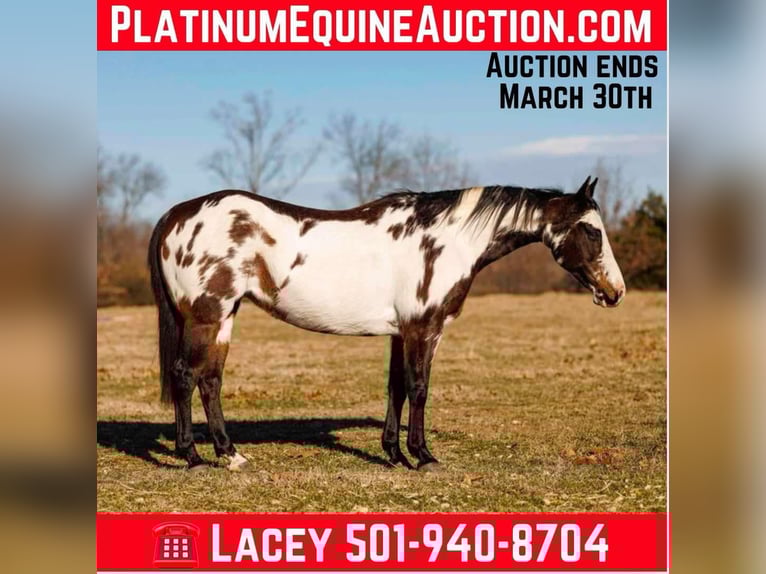 American Paint Horse Giumenta 14 Anni 150 cm Overo-tutti i colori in Quitman AR